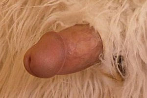 性色αv一二三天美传媒